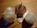 Allium Ampeloprasum